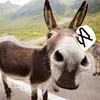 Donkey
