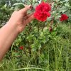 saidaakterrakhi