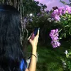 wh0s_cess
