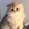 kitty3e