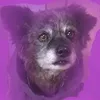 tinathaler6