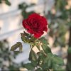 tasfiya.jannat292