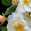 humairaislam258