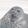 yuki_the_seal