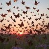 fairuz.abkar