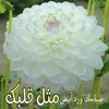 alialaoui218
