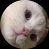 dinaatef755
