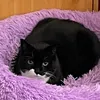jacklars2
