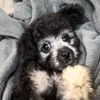 theblackmoodydog