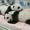 pandausagi7