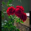 user8600142746536
