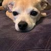 zoieabby.1