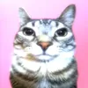 gaixinhchicotrentiktok