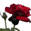 nasima.opseil