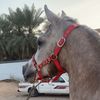 ali.10356