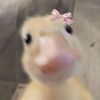 sasilka.a