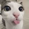 a_tiny_goat