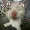 kot_5674824
