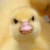 duckintrees