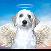 naze_ssj11