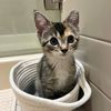 Charlie The Cat