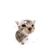 usercat175