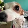 little_miss_piggy6969