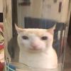 kittykatlover445