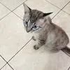 simba_mota_nenem