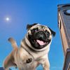 pugaler