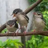 chuong_62