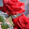 sadia83951