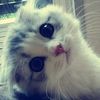 renaa_tazz_