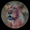 mian.samer330