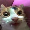 potato_xp