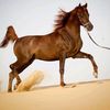 .abu.sultan2