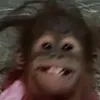 orangutan.tard