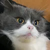 babithemngu