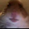 flodderobbe