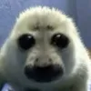 kazuzune