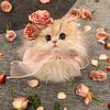 habiba_abel_