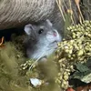 hams.pouches