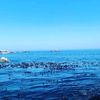 willy_rock_