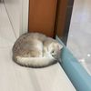 silvershardedits