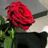 user5050142707539