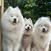mioukmambosamoyedes
