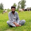hazratgull3335