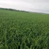 baoduy8184