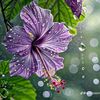 abdur.rahaman2615