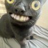 hieu_si_tinh